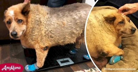 Ein stark übergewichtiger Hund, der in einem Feld aufgefunden wurde, genas schließlich