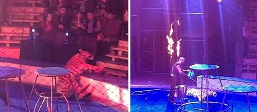Ein schreckliches Video zeigt, wie ein Tiger während einer Feuer-Show in dem Zirkus zusammenbricht