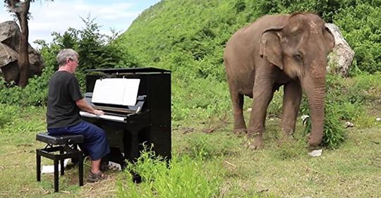 Missbrauchter 80 jähriger Elefant hat Schwierigkeiten, Tränen zurückzuhalten, wenn der Mann Klavier für sie spielt