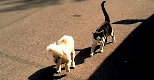 Video: Katze hilft behindertem Hund.