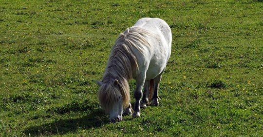 Tiermord in Niedersachsen: Tierquäler erdrosseln kleines Pony brutal auf der Weide, Polizei sucht Zeugen