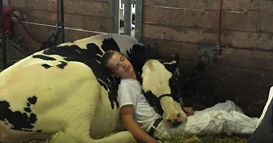 Die Geschichte hinter dem viralen Foto eines Jungen, der im Stall neben einer Kuh schläft, wird Dein Herz zum Schmelzen bringen