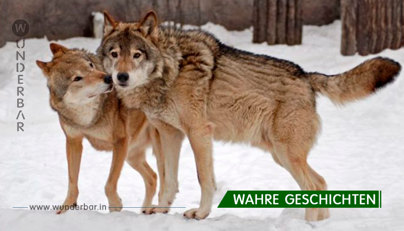 Wilde Wölfe retteten eine schwangere Frau während eines Sturms und wurden ihre Hebammen. Großartig!
