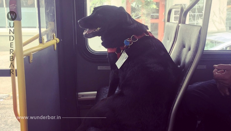 Die Leute sind empört, als der Mann seinen Hund im Bus zurücklässt – aber dann sehen sie, was er am Halsband trägt.