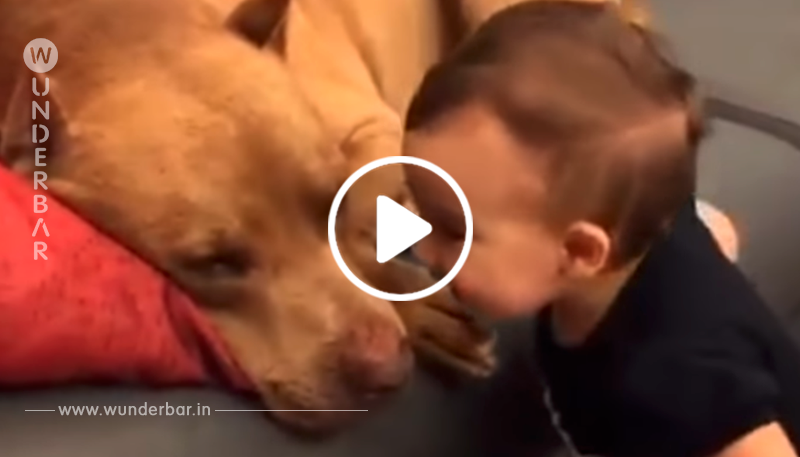 Das Baby gibt dem Pitbull einen Kuss – schau dir die Reaktion des „gefährlichen“ Hundes an!