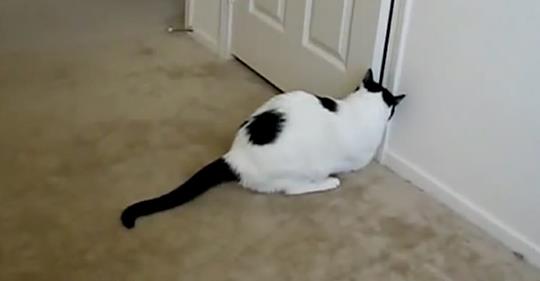 Tür zum Lieblingszimmer der Katze ist geschlossen – ihr raffinierter Einfall sprengt das Internet
