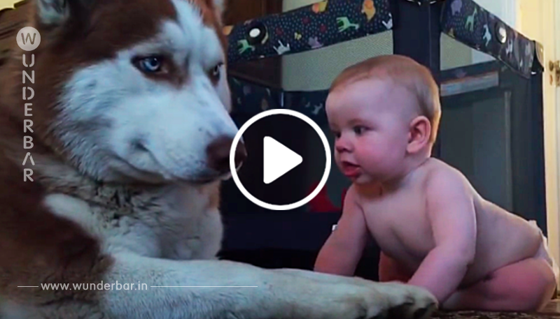 Dieser Husky probiert standhaft zu bleiben. Doch als das Baby dann DIES tut, einfach umwerfend!