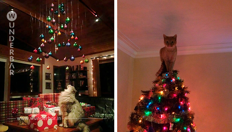 Man schmückt den Weihnachtsbaum … und dann ist auf einmal die Katze da! von DIY Bastelideen