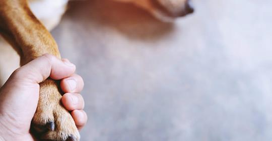 Erschütterter Tierarzt verrät: Das machen Haustiere Minuten vor dem Einschläfern