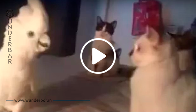 Kakadu versucht sich mit den Katzen zu unterhalten – schau dir das wunderbare Video dazu an!