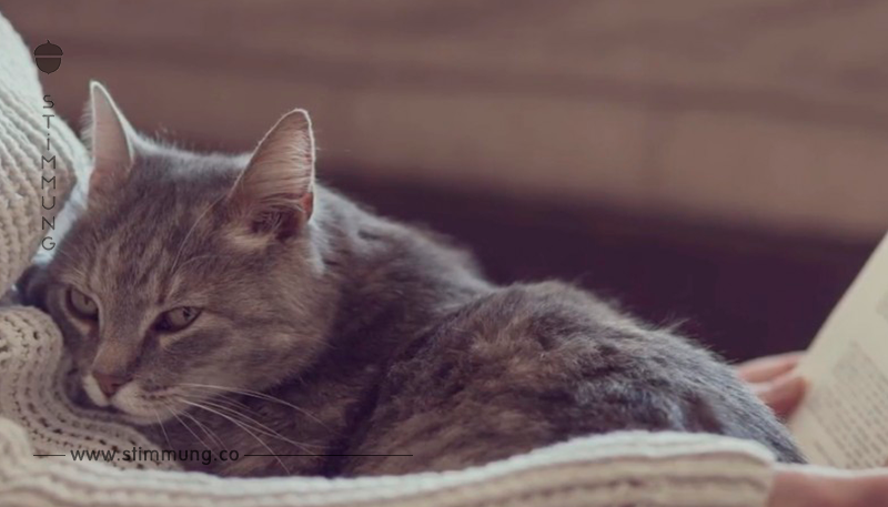 10 Gründe, warum Katzen in jeden Haushalt gehören.