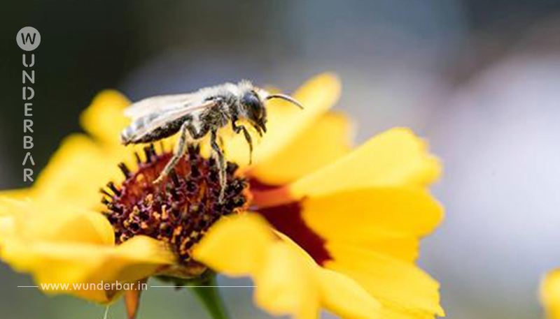 Rettet die Bienen: Öko Partei in Bayern will Söder zum Handeln zwingen
