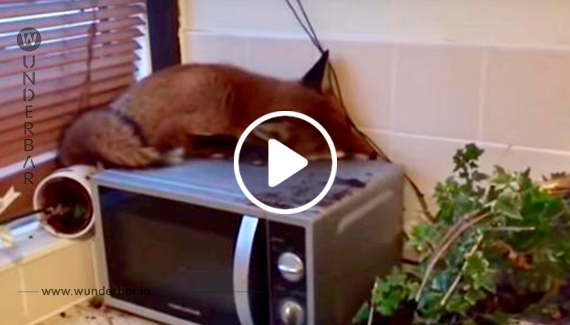 Eine Familie wacht auf und findet einen Fuchs, der auf ihrer Mikrowelle schläft