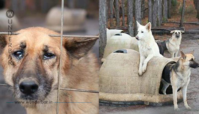 165 vernachlässigte Schäferhunde von heruntergekommenem Grundstück gerettet