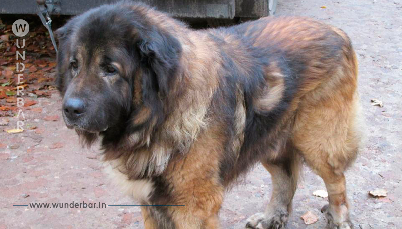 Polizei fahndet nach Herzlos-Hundehalter!