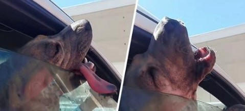 Verzweifelter Hund bittet um Hilfe, als er bei 37ºC Hitzewelle in einem LKW zurückgelassen wird