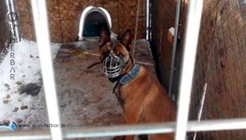 Besitzer angeklagt, nachdem Hund während eisigen Rekordtemperaturen draußen angekettet wurde