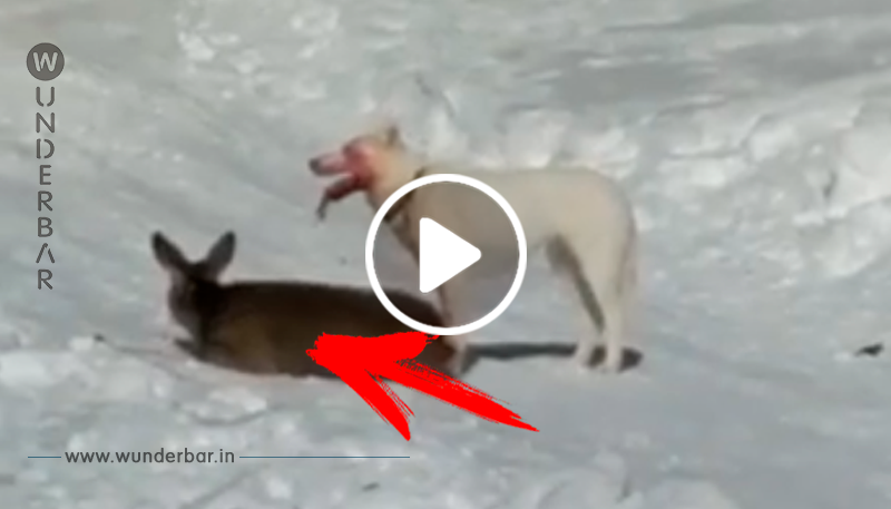 Hund reißt Reh mitten auf einer Skipiste