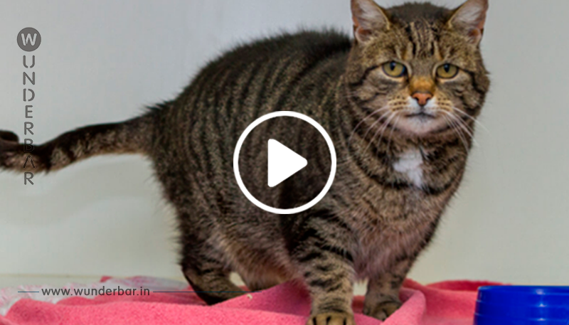 Tierheim sucht mit witziger Anzeige ein neues Zuhause für Katzen-Diva Mrs. Mietz