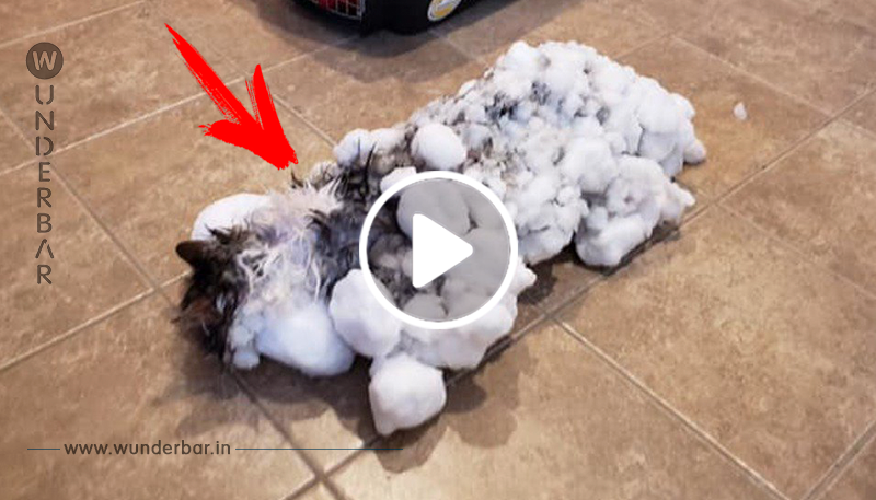 Fast hart gefrorene Katze' im Schnee gefunden und von Tierärzten wiederbelebt