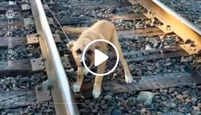 Mann rettet absichtlich an Eisenbahngleis festgebundenen Hund