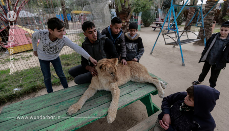 Zoo schneidet Löwen Krallen ab, damit Kinder mit ihm spielen können