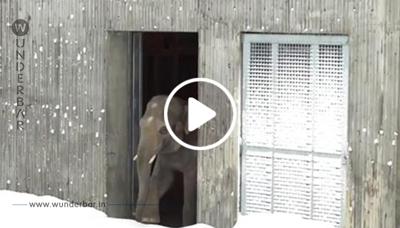 Der Zoo schließt nach einem Schneesturm, aber die Kameras laufen, als die Tiere zum Spielen herauskommen