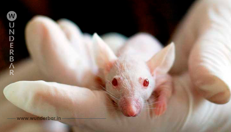 Die EU soll Deutschland zwingen, schlimmste Tierversuche zu verbieten!