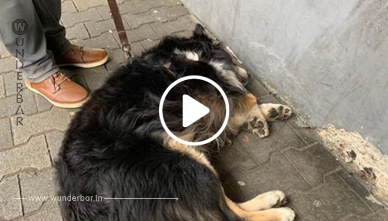 Kein Geld für Behandlung: Deutscher Rentner muss hilflos zusehen, wie sein Hund zusammenbricht