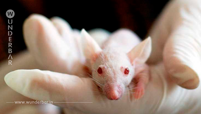 Die EU soll Deutschland zwingen, schlimmste Tierversuche zu verbieten!