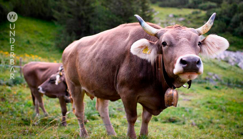 Tudder : Wie britische Bauern via App ihr Vieh verkuppeln