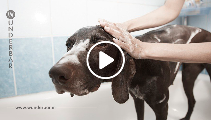 Hundefriseurin packt Hund grausam am Hals und schüttelt ihn vor laufender Kamera