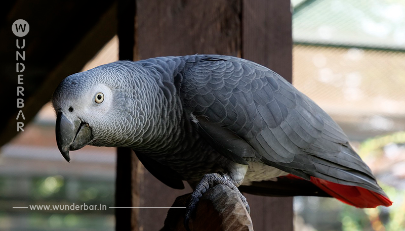 Eine Frau lässt ihr Tier alleine zuhause – der Papagei bestellt fleißig bei Amazon