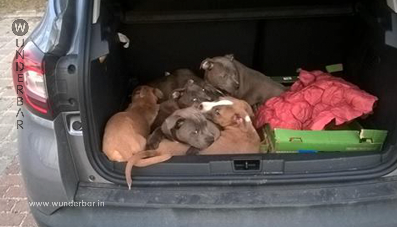 UNTERWEGS NACH BERLIN Ohne Papiere im Kofferraum – Polizei rettet 10 Hundewelpen