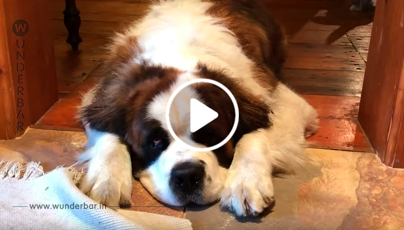 Liebenswürdiger 60kg Hund betritt sein allererstes Zuhause: Sieh seine entzückende Reaktion