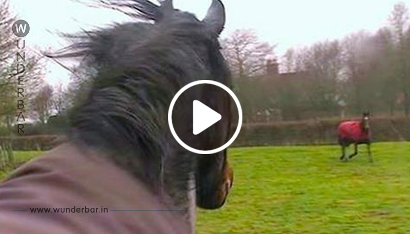 Pferd trifft nach 4 Jahren wieder auf seine besten Freunde – sieh dir die erstaunliche Reaktion an