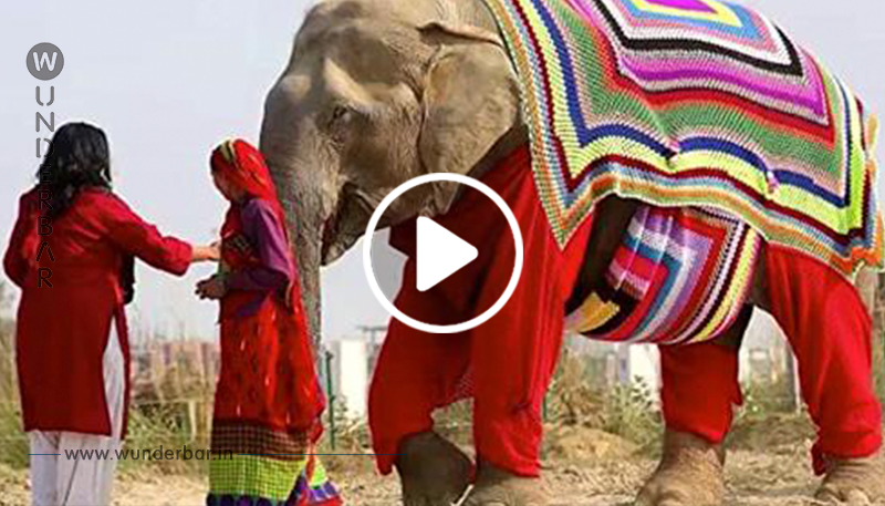 Dorfbewohner stricken riesige Pullover für Elefanten, um sie vor Temperaturen nahe dem Gefrierpunkt zu schützen