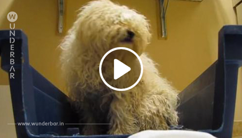 Mann rettet erschrockenen Hund 1 Stunde vor dem Einschläfern: Reaktion auf die Rettung lässt jeden aufseufzen