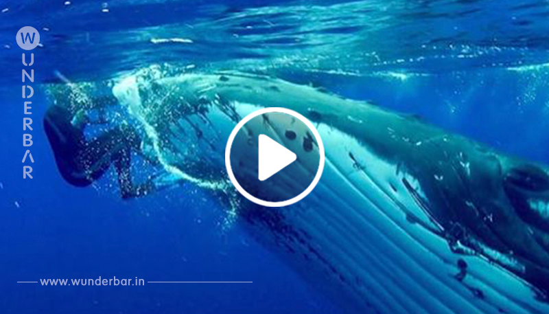 Wal schützt Taucherin vor Hai, indem er sie unter seiner Flosse versteckt