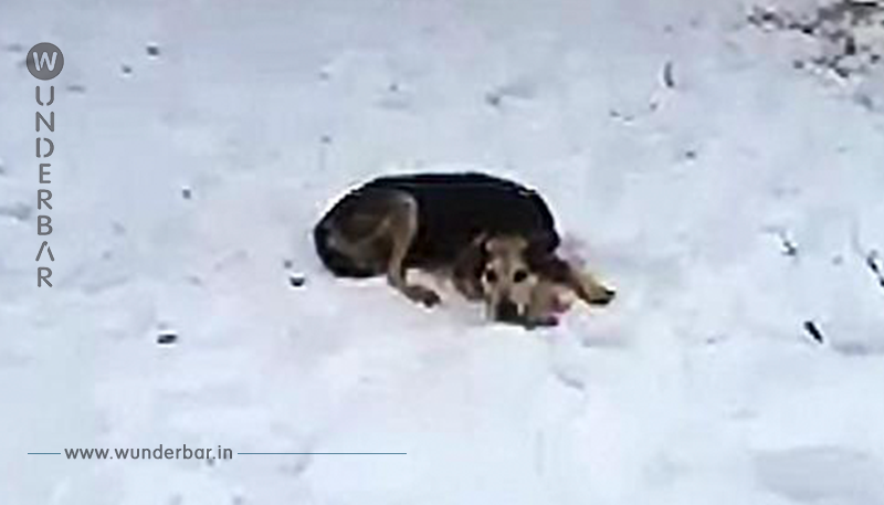 Frau schläft draußen bei eiskaltem Wetter, um das Vertrauen eines streunenden älteren Hundes zu gewinnen