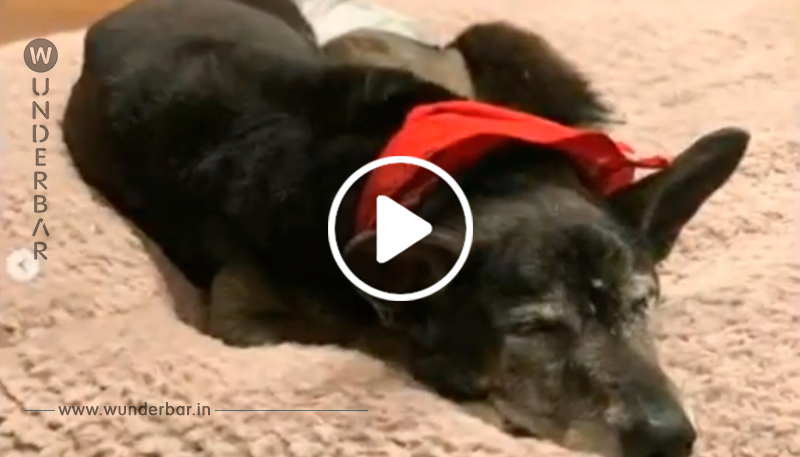 Luke Bryan sieht 18-jährigen Hund, der wegen Allergien zurückgelassen wurde und adoptiert ihn sofort