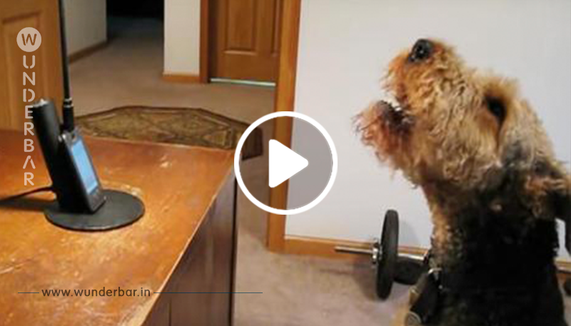 Hund ruft Mama auf der Arbeit an und Millionen Menschen im Internet drehen durch