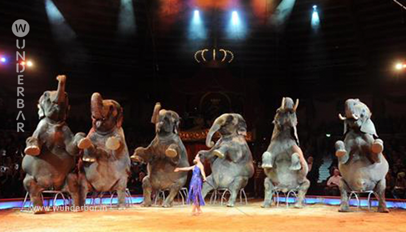 Dumbos letztes Zuhause: Circus Krone plant Altersruhesitz für Elefanten