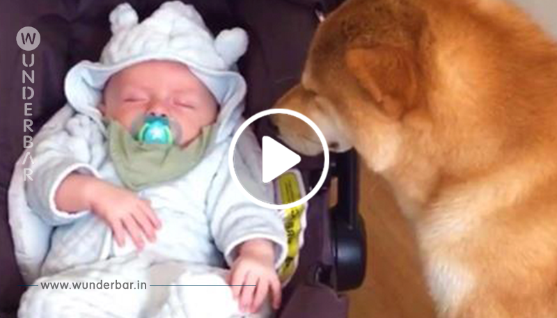 Mutter bringt Neugeborenes nach Hause und die Reaktion des Hundes wird zum Internethit