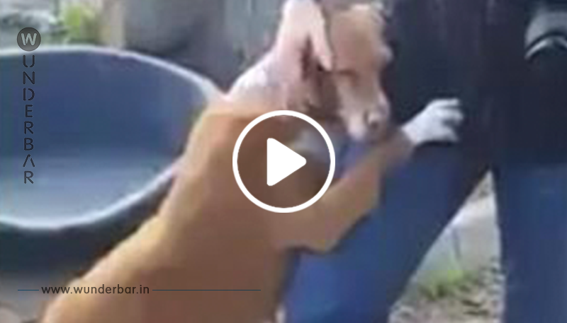 Ein Journalist besucht ein Tierheim, um für einen Artikel zu recherchieren – dann umarmt ein Hund seine Beine und weigert sich, ihn gehen zu lassen