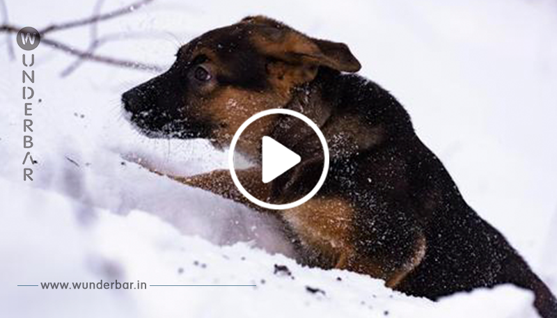 Ein Mann lässt seinen Hund brutal draußen bei eisigen Temperaturen angekettet während tödlichen Polarwirbels