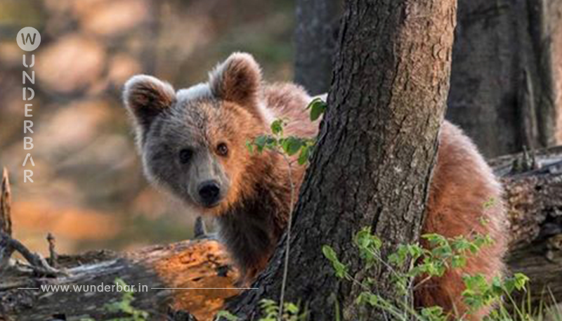 Hier leben fast 1000 wilde Braunbären   mitten in Europa