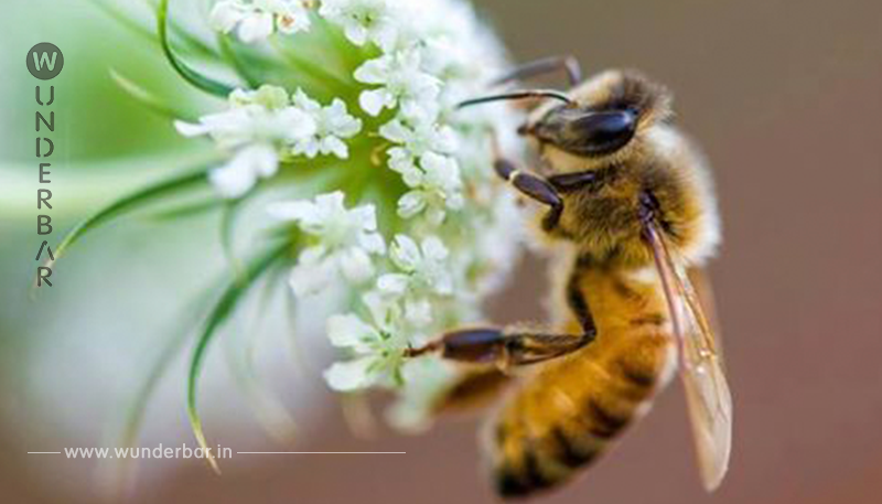 Was  Rettet die Bienen  konkret bewirkt