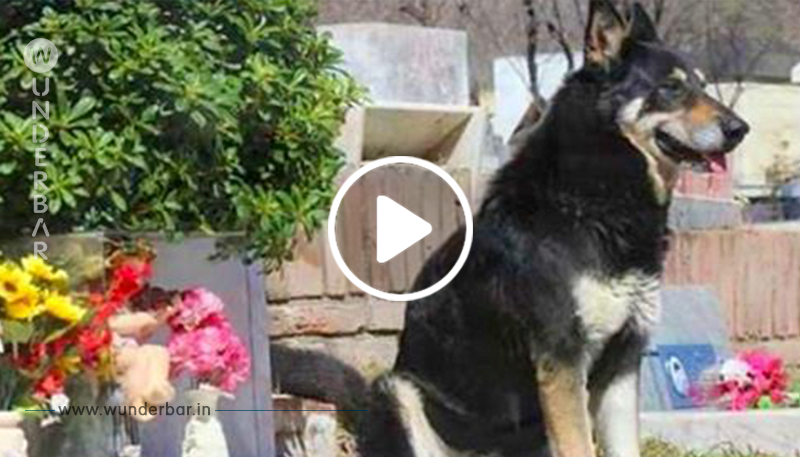 Hund wacht 11 Jahre lang am Grab des Besitzers, bevor er selbst stirbt.