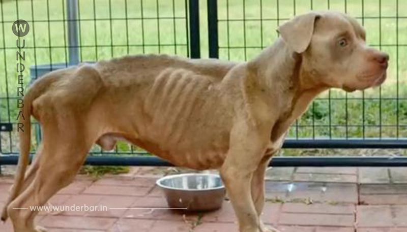 Kinder finden ausgehungerten Hund in Käfig – ausgesetzt und nur wenige Tage entfernt vom Tod